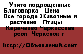 Утята подрощенные Благоварка › Цена ­ 100 - Все города Животные и растения » Птицы   . Карачаево-Черкесская респ.,Черкесск г.